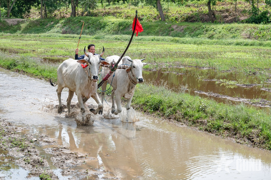Sẵn sàng cho Hội đua bò chùa Rô
